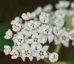 White milkweed